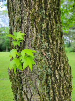 Sweet Gum Bark
